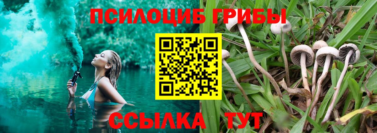 Галлюциногенные грибы Psilocybe Гусиноозёрск